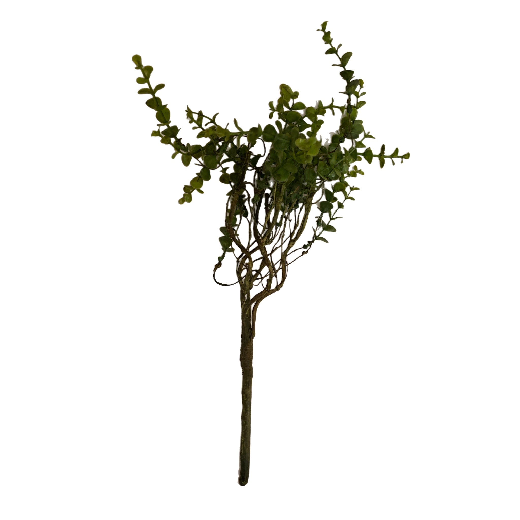 14" Boxwood Bush