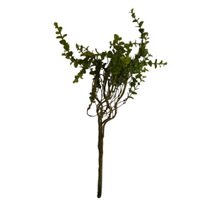 14" Boxwood Bush