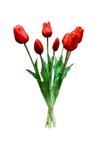 19" Red Tulip Bundle