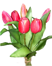 12" Pink Tulip Bundle
