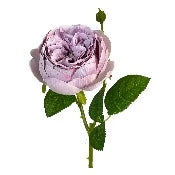 17" Purple Rose Stem