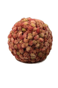 9" Pink Succulent Ball