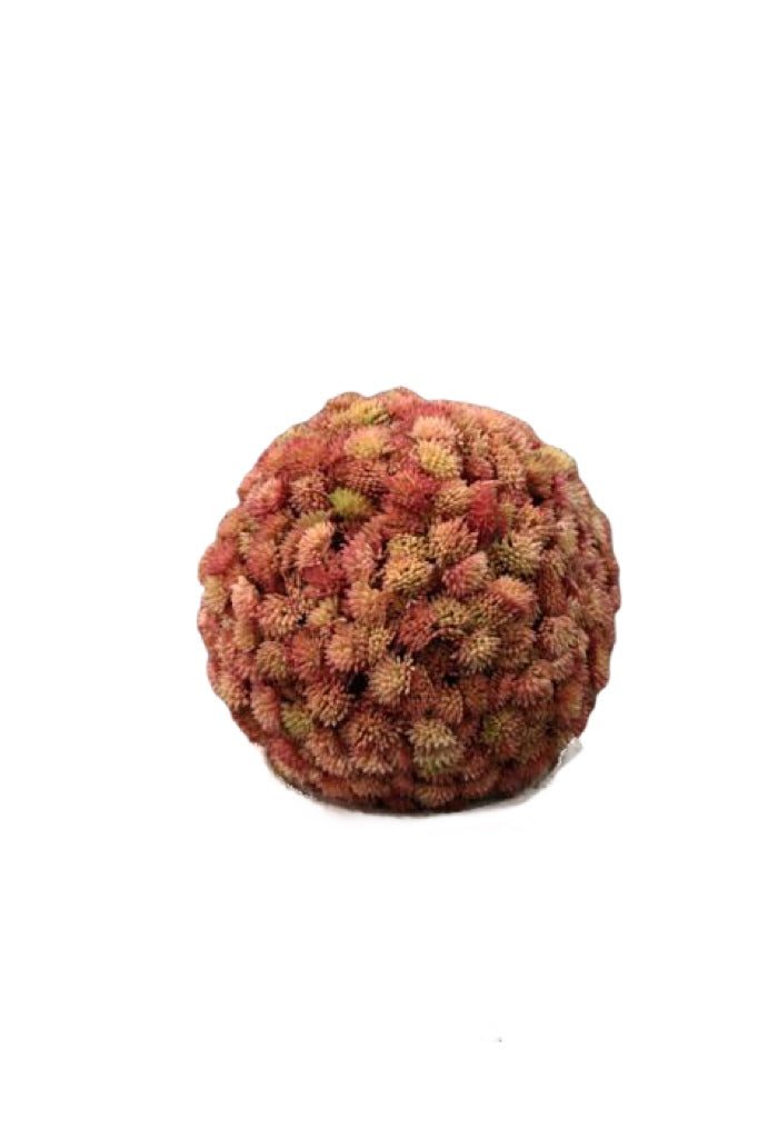 7" Pink Succulent Ball