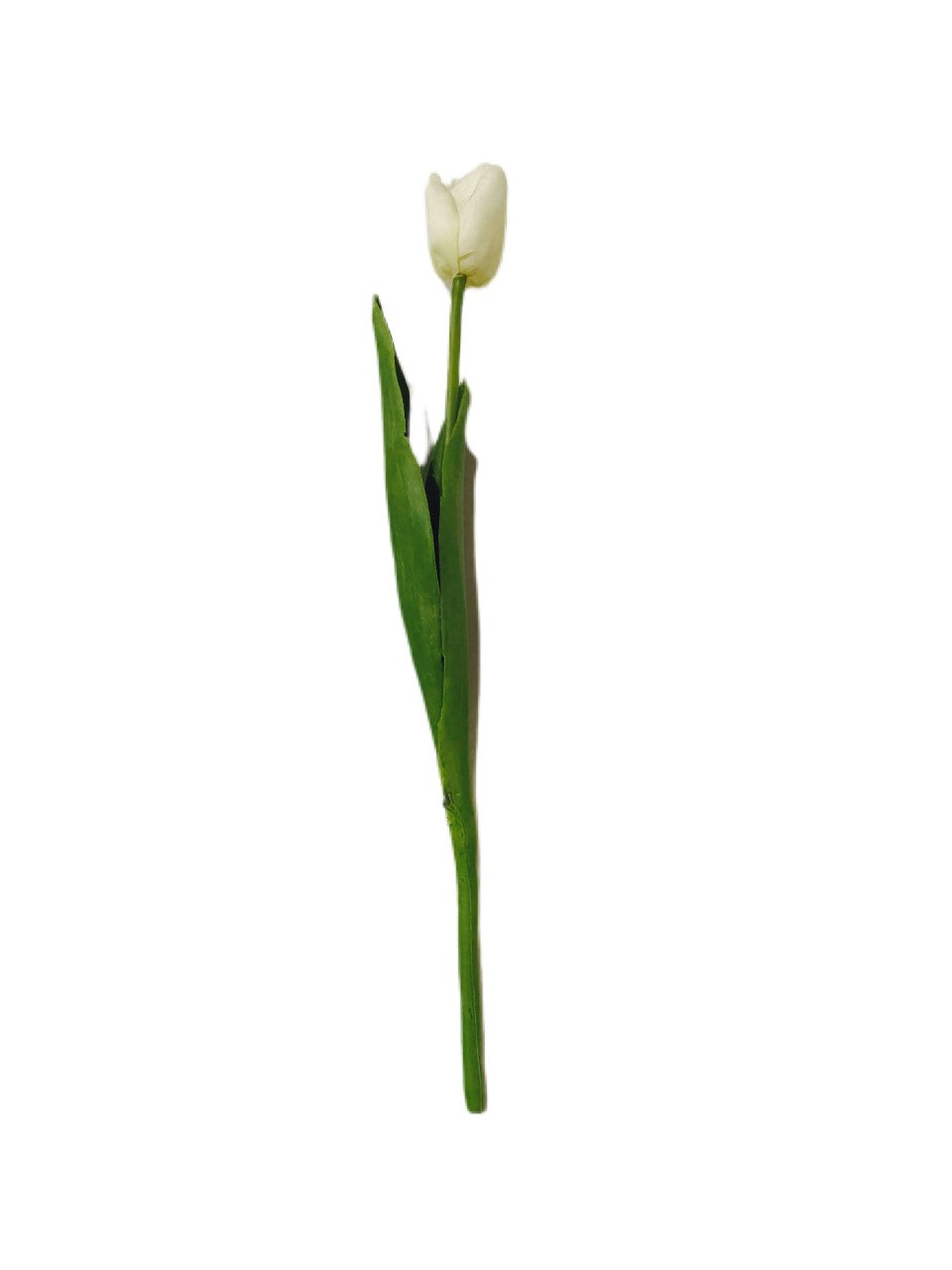 18" White Tulip Stem