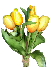 12" Yellow Tulip Bundle